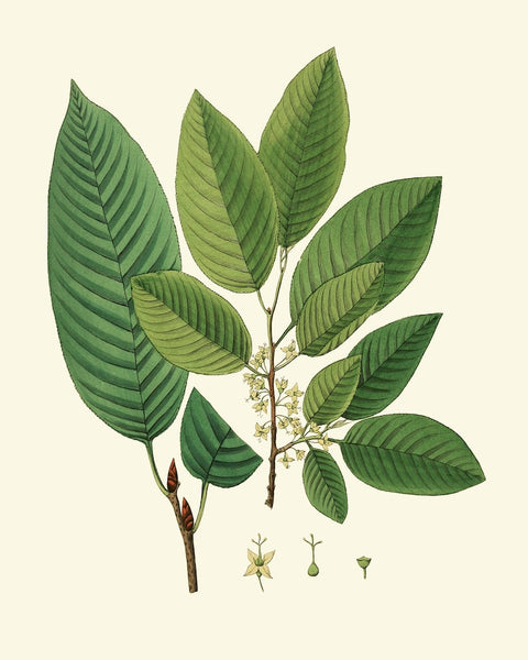 Tree Leaf Branch Home Decor Prints Wall Art Set of 6 Beautiful Green Forest Nature Cabin Farmhouse Illustration Interior Design to Frame HT