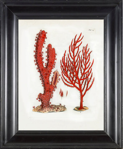 CORAL PRINT Ellis  Art Print 3 Beautiful Antique Sea Ocean Red Coral Nature to Frame Home Decoration Wall Hanging