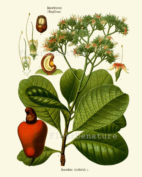 Cashew Nut Anacardium Botanical Herb Art Print 21 Kohler 8x10 Beautiful Antique Cashew Plant Chart Green Leaves Garcen Food Nature to Frame