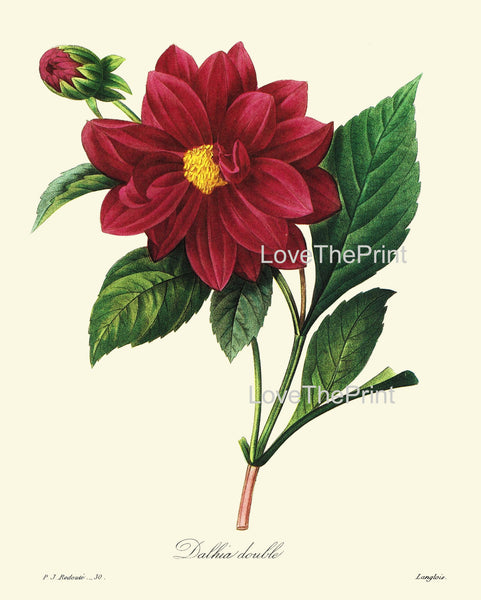 BOTANICAL PRINT Redoute Flower  Botanical Art Print 32 Beautiful Red Dahlia Plant Garden Nature to Frame Home Decor