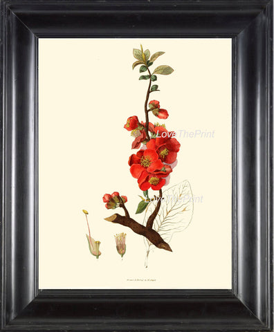 BOTANICAL PRINT Clarke Flower  Botanical Art Print 1 Beautiful Antique Red Japanese Quince Flower Spring Garden