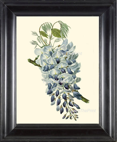 BOTANICAL PRINT Clarke  Botanical Art Print 41 Beautiful Blue Wisteria Flower Antique Spring Summer Garden Tree Branch Illustration
