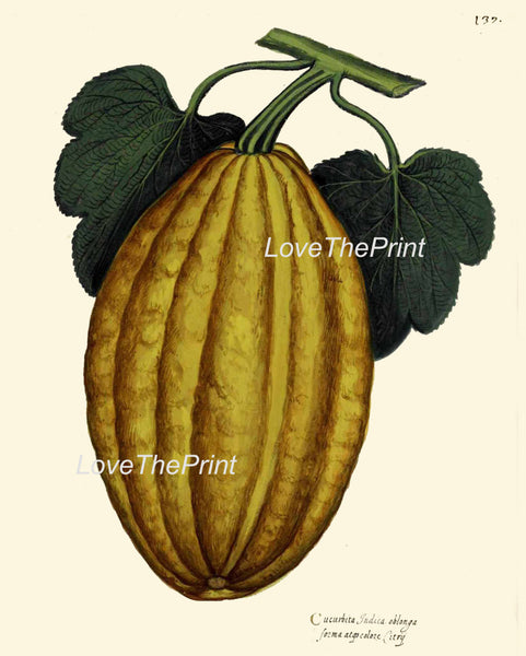 ITALIAN VEGETABLE Garden Aldrovandi  Botanical Art Print 12 Antique Beautiful Gourd Squash Plant Home Decoration