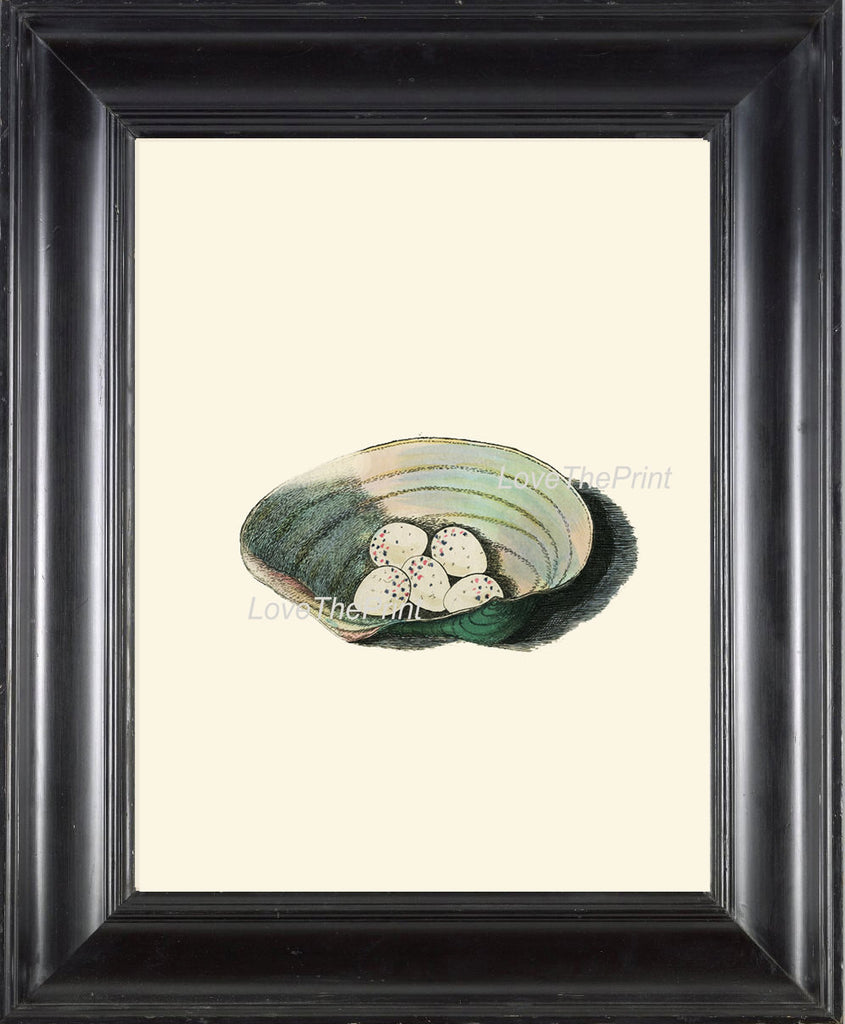 BIRD EGGS  Art Print B6 Beautiful Antique Siskin Bird Eggs Nest Sea Shell Decoration Wall Hanging