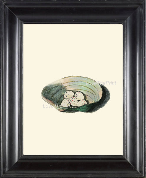 BIRD EGGS  Art Print B6 Beautiful Antique Siskin Bird Eggs Nest Sea Shell Decoration Wall Hanging