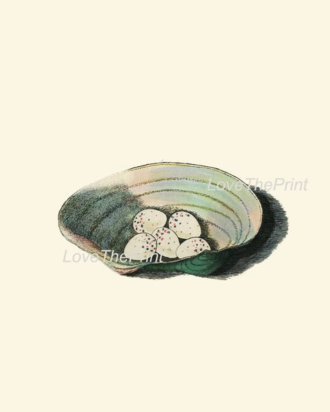 BIRD EGGS  Art Print B6 Beautiful Antique Siskin Bird Eggs Nest Sea Shell Decoration Wall Hanging