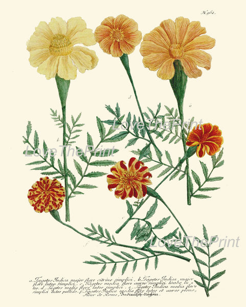 BOTANICAL PRINT  Art Print W2 Beautiful Antique Marigolds Orange Flowers Illustration Plate to Frame Home Room Wall Hanging Picture