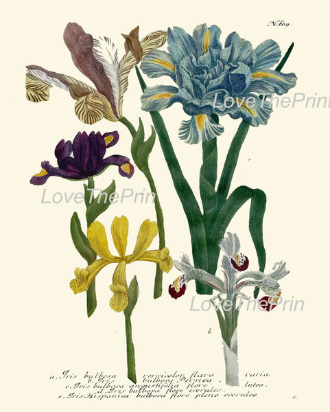 BOTANICAL PRINT  Art Print W6 Beautiful Antique Iris Flowers Blue Yellow Purple White Spring Summer Garden Plants to Frame Home Decor