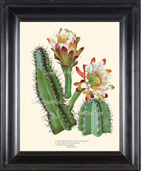 BOTANICAL PRINT  Art Print 11 Beautiful Cactus Large White Flowers Blooming Tropical Desert Illustration Greenhouse Home Decor to Frame