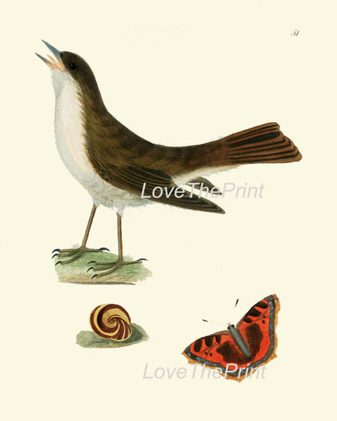 BIRD PRINT 8x10 Art B14 Beautiful Nightingale Antique Bird Butterfly Snail Wall Home Room Forest Nature Natural Science Plate to Frame