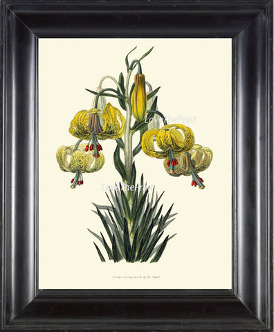 BOTANICAL PRINT Clarke  Art Print 32 Beautiful Yellow Lily Tiger Lillium Antique Illustration Flower Plate Spring Summer Garden Decor