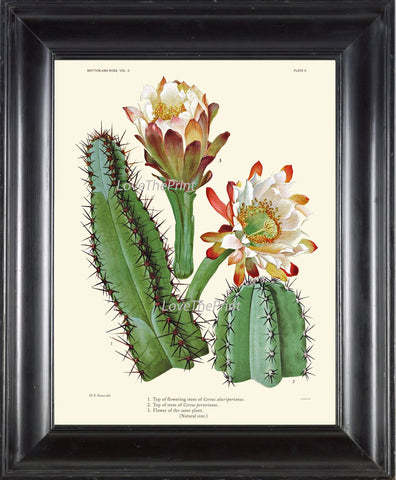 BOTANICAL PRINT CACTUS  Art Print 11 Beautiful Blooming Plant Flower Tropical Illustration Garden Nature Home Wall Decor to Frame