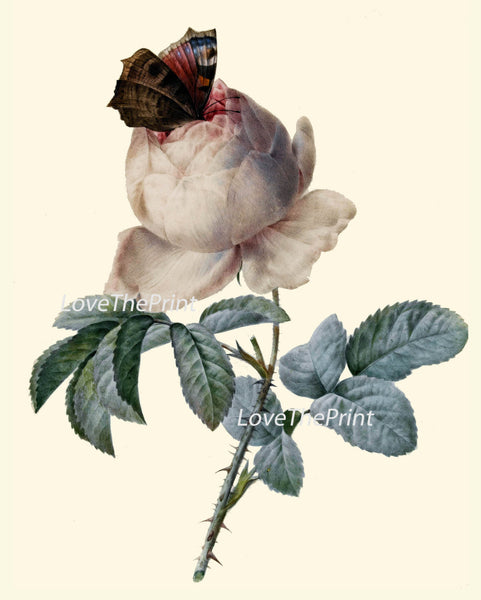 BOTANICAL PRINT Redoute Flower  Art Print 489 Beautiful Antique White Rose Butterfly French Country Nature Illustration Wall Home Decor