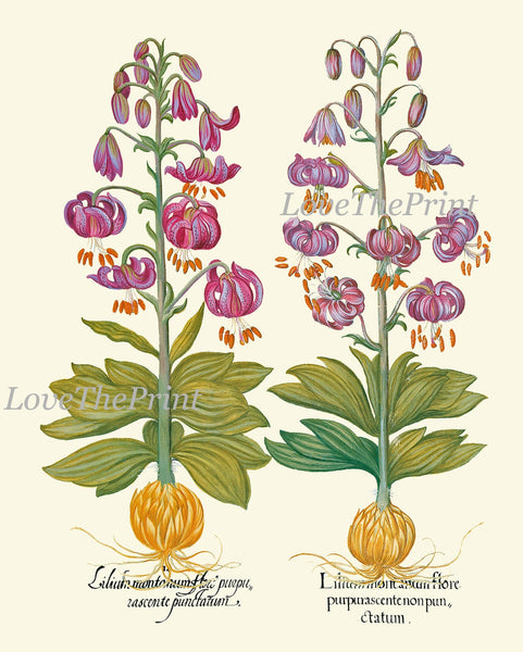 Botanical Decor Wall Art Set of 12 Prints Beautiful Vintage Antique Purple Violet Yellow Thistle Cactus Wildflowers Home Decor to Frame BESL