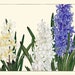 Botanical Wall Art Set of 9 Prints Beautiful Vintage Antique Blue Pink Flowers Wildflowers Horizontal Orientation Home Decor to Frame SUFU