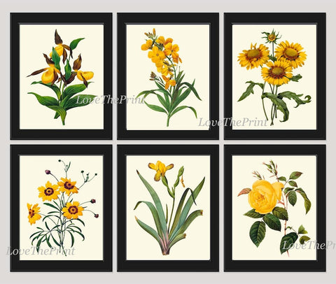 Vintage Botanical Wall Art Set of 6 Prints Beautiful Antique Yellow Rose Daisy Iris Garden Nature Plants Illustration Home Decor to Frame RE