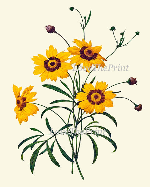 Vintage Botanical Wall Art Set of 6 Prints Beautiful Antique Yellow Rose Daisy Iris Garden Nature Plants Illustration Home Decor to Frame RE