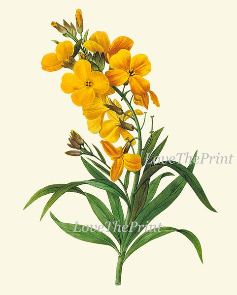 Botanical Wall Art Large Gallery Set of 16 Prints Yellow Beautiful Antique Flowers Floral Interior Design Designer Home Decor to Frame RE