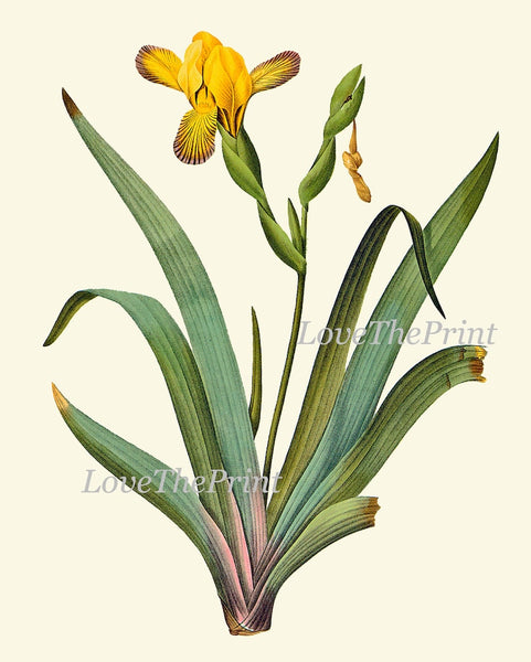 Yellow Flowers Botanical Wall Art Set of 4 Prints Beautiful Antique Daisy Iris Garden Floral Vintage Home Room Decor Decoration to Frame RE