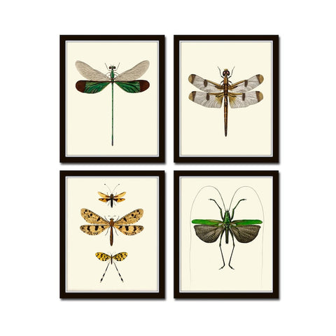 Vintage Dragonfly Wall Art Set of 4 Prints Beautiful Antique Locust Outdoor Nature Cute Bugs Insects Home Room Decor Decoration to Frame GSZ