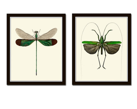 Vintage Dragonfly Wall Art Set of 2 Prints Beautiful Antique Locust Outdoor Nature Cute Bugs Insects Home Room Decor Decoration to Frame GSZ