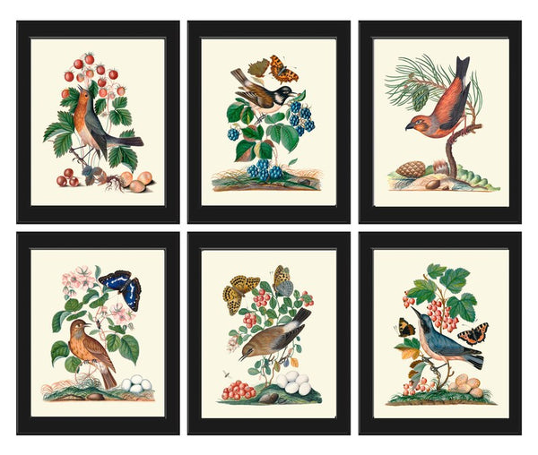 Vintage Bird Wall Art Set of 6 Prints Beautiful Antique Pretty Red Blue Berries Flowers Folk Art Birds Illustration Home Decor to Frame BJB