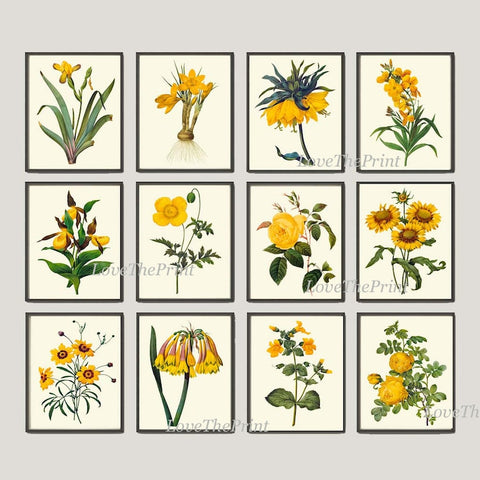 Botanical Wall Art Large Gallery Set of 12 Prints Yellow Beautiful Antique Flowers Floral Interior Design Designer Home Decor to Frame RE