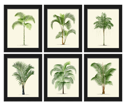 Palm Tree Prints Tropical Botanical Wall Art Set of 6 Prints Beautiful Antique Vintage Beach Home Coastal Home Room Decor to Frame PTL