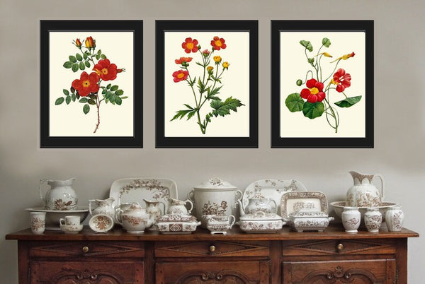 Red Flowers Botanical Wall Art Set of 3 Prints Beautiful Antique Vintage Roses Nasturtium Dining Room Farmhouse Home Room Decor to Frame RE