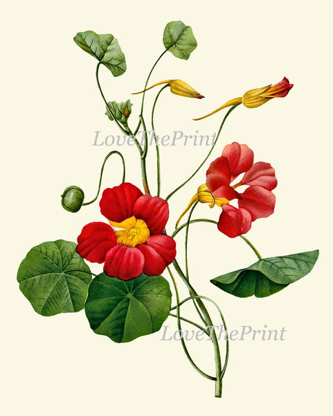 Red Flowers Botanical Wall Art Set of 4 Prints Beautiful Antique Vintage Roses Nasturtium Dining Room Farmhouse Home Room Decor to Frame RE
