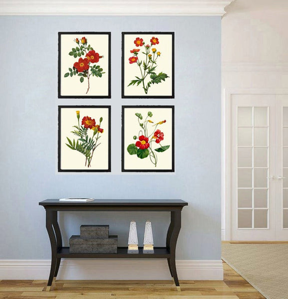 Red Flowers Botanical Wall Art Set of 4 Prints Beautiful Antique Vintage Roses Nasturtium Dining Room Farmhouse Home Room Decor to Frame RE