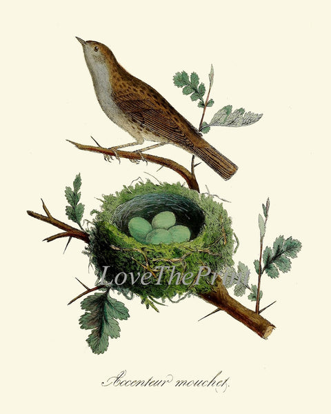 Vintage Bird Wall Art Gallery Set of 16 Prints Beautiful Antique Nest Trees Forest Outdoor Nature Farmhouse Cottage Home Decor to Frame DCF