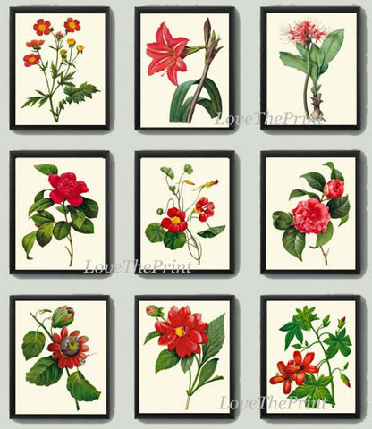 Red Flowers Botanical Wall Art Set of 9 Prints Beautiful Antique Vintage Peony Roses Camellia Nasturtium Dining Room Home Decor to Frame RE
