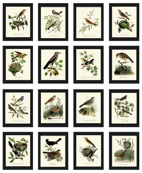 Vintage Bird Wall Art Gallery Set of 16 Prints Beautiful Antique Nest Trees Forest Outdoor Nature Farmhouse Cottage Home Decor to Frame DCF