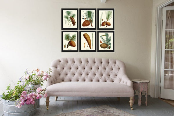 Pinecone Botanical Wall Art Set of 6 Prints Beautiful Antique Vintage Pine Tree Cones Forest Nature Farmhouse Cabin Home Decor to Frame R