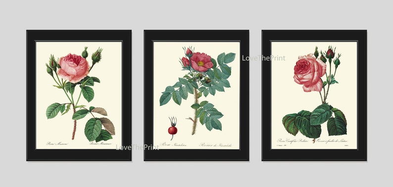 Pink Red Roses Botanical Wall Art Set of 3 Prints Beautiful Antique Vintage French Country Garden Dining Room Home Decor to Frame REDT