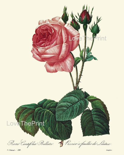 Pink Red Roses Botanical Wall Art Set of 3 Prints Beautiful Antique Vintage French Country Garden Dining Room Home Decor to Frame REDT