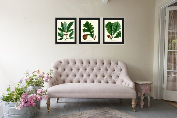 Acorn Botanical Wall Art Set of 3 Prints Beautiful Antique Vintage Green Tree Dining Room Bedroom Fireplace Hallway Home Decor to Frame REDT