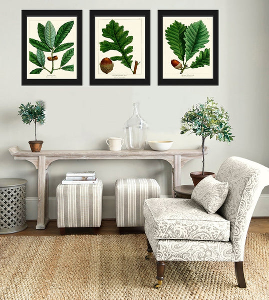 Acorn Botanical Wall Art Set of 3 Prints Beautiful Antique Vintage Green Tree Dining Room Bedroom Fireplace Hallway Home Decor to Frame REDT