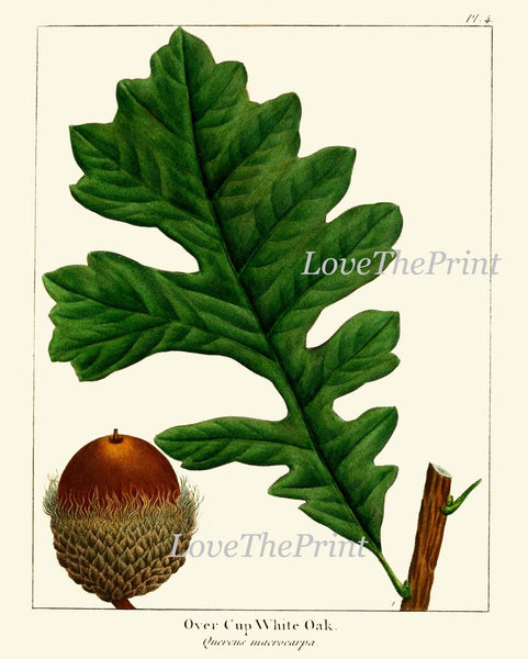 Acorn Botanical Wall Art Set of 3 Prints Beautiful Antique Vintage Green Tree Dining Room Bedroom Fireplace Hallway Home Decor to Frame REDT