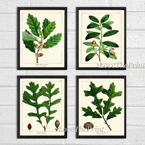 Acorn Botanical Wall Art Set of 4 Prints Beautiful Antique Vintage Green Tree Dining Room Bedroom Fireplace Hallway Home Decor to Frame REDT