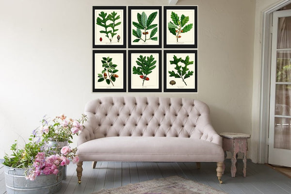 Acorn Botanical Wall Art Set of 6 Prints Beautiful Antique Vintage Green Tree Dining Room Bedroom Fireplace Hallway Home Decor to Frame REDT