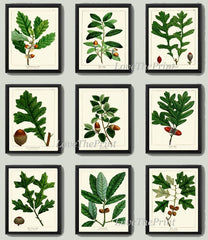 Acorn Botanical Wall Art Set of 9 Prints Beautiful Antique Vintage Green Tree Dining Room Bedroom Fireplace Hallway Home Decor to Frame REDT