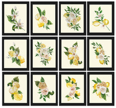 Lemons and Roses Botanical Wall Art Set of 12 Prints Beautiful Blooming Citrus Fruit Flowers Watercolor Illustration Home Decor to Frame LMC
