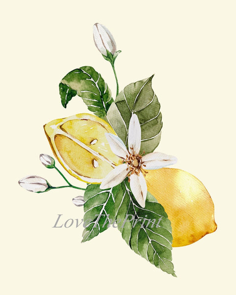 Lemons and Roses Botanical Wall Art Set of 12 Prints Beautiful Blooming Citrus Fruit Flowers Watercolor Illustration Home Decor to Frame LMC