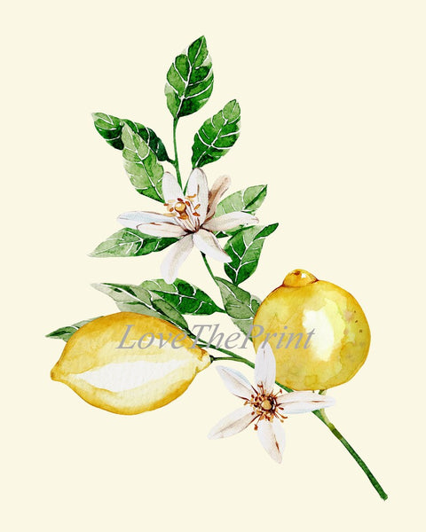 Lemons and Roses Botanical Wall Art Set of 4 Prints Beautiful Blooming Citrus Fruit Flowers Tropical Interior Design Home Decor to Frame LMC