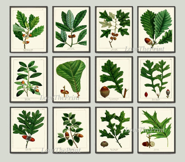 Acorn Botanical Wall Art Set of 12 Prints Beautiful Antique Vintage Tree Dining Room Bedroom Fireplace Hallway Home Decor to Frame REDT