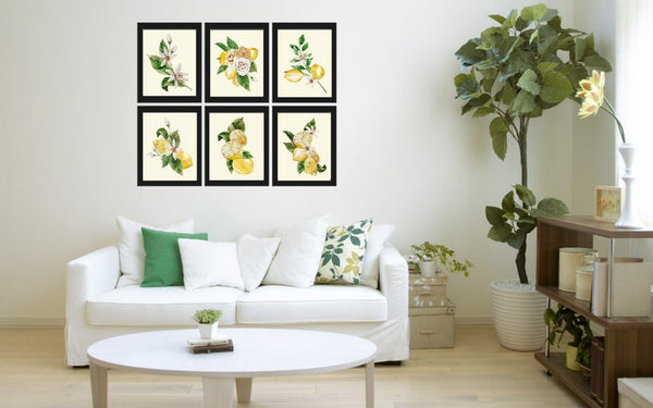 Lemons and Roses Botanical Wall Art Set of 6 Prints Beautiful Blooming Citrus Fruit Flowers Tropical Interior Design Home Decor to Frame LMC