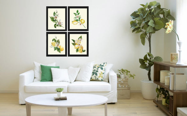 Lemons and Roses Botanical Wall Art Set of 4 Prints Beautiful Blooming Citrus Fruit Flowers Tropical Interior Design Home Decor to Frame LMC