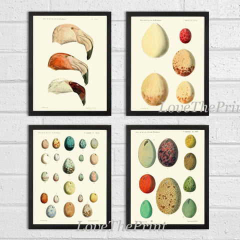 Flamingo Bird Eggs Wall Art Set of 4 Prints Beautiful Antique Vintage Chart Illustration Red Aqua Tropical Interior Home Decor to Frame FH